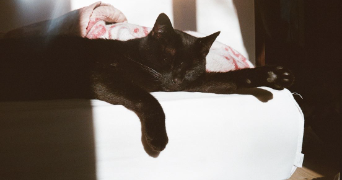 anaïs pet sitter à Nîmes 30000_1