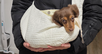kelly pet sitter à BOULOGNE BILLANCOURT 92100_2