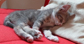 séverine pet sitter à FOUCRAINVILLE 27220_0