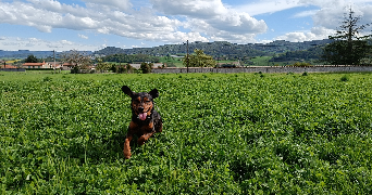 lea pet sitter à BULLY 69210_1