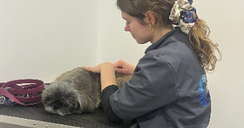 juliette pet sitter à GUENROUET 44530_3