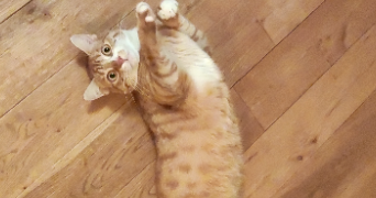 sandy pet sitter à L ETANG LA VILLE 78620_8