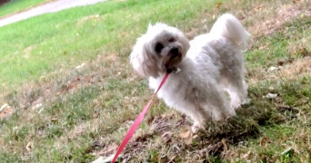 séverine  pet sitter à 59000 Lille 59000_8