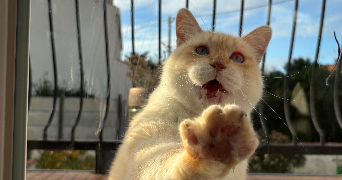 loann pet sitter à Saint Cyr sur Loire 37540_1