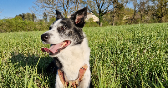 marion pet sitter à CHARBONNIERES LES BAINS 69260_0