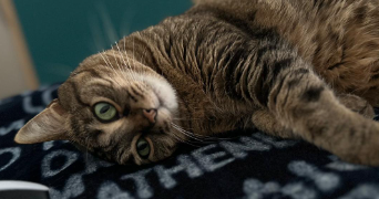 adeline pet sitter à VILLENEUVE LA GARENNE 92390_5