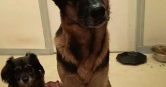 gwenaelle pet sitter à NOGENT LE ROTROU 28400