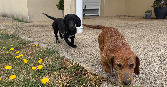 pauline pet sitter à CURZAY SUR VONNE 86600_4