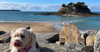 mercy ann dog sitter à MORET LOING ET ORVANNE 77250_5