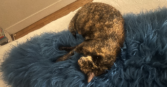 liza pet sitter à NOISY LE SEC 93130_7