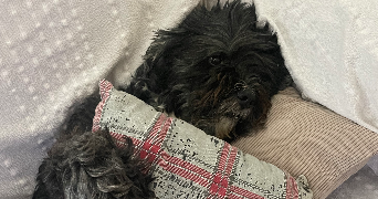 arthur pet sitter à GUINGAMP 22200_1