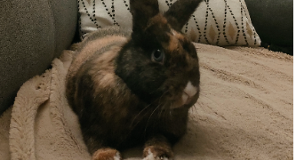 anne-catherine  pet sitter à Marignier 74970_2