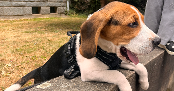 monica pet sitter à RENNES 35200_6