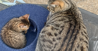 lilly cat sitter à POITIERS 86000_3