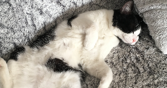 marion pet sitter à BORDEAUX 33200_6