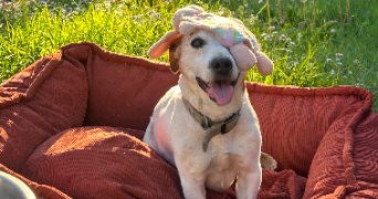 camille pet sitter à AIZENAY 85190_1