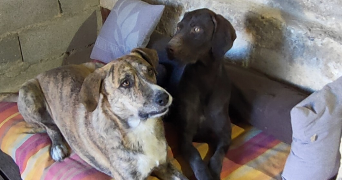 floriane pet sitter à THEZIERS 30390_5