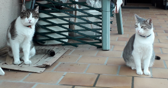 elodie pet sitter à ERAGNY 95610_1