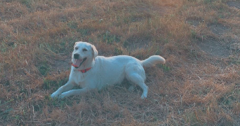 sandy dog sitter à ST CIERS SUR GIRONDE 33820_1