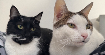 théa pet sitter à LE PEAGE DE ROUSSILLON 38550_4