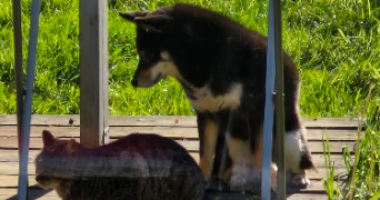 tatiana pet sitter à MINIAC MORVAN 35540_1
