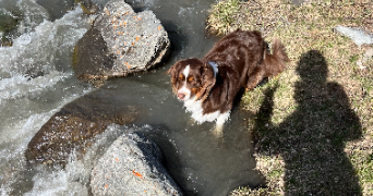 valentine pet sitter à VIRY CHATILLON 91170_2