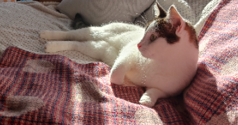 cindy pet sitter à PERPIGNAN 66000_3