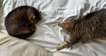chloé pet sitter à VERSAILLES 78000