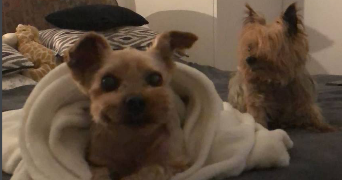 miriam pet sitter à LEVALLOIS PERRET 92300_2