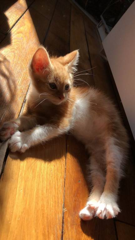 Elisa  pet sitter à Fontenay-sous-Bois 94120_6