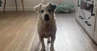 julienne pet sitter à LE BOURGET 93350_2