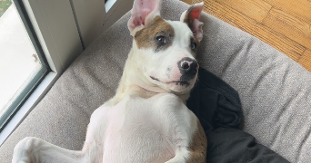 laetitia pet sitter à DRANCY 93700_8