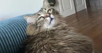souad cat sitter à PARIS 10 75010