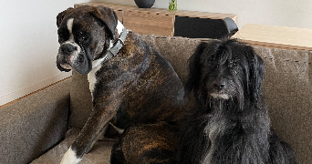 clara pet sitter à LYON 03 69003_6