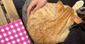 matteo pet sitter à PARIS 15 75015_1