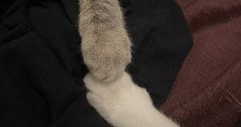 mathilde pet sitter à BISCARROSSE 40600_1