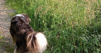 lena pet sitter à LE MANS 72000_3