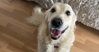 Eva pet sitter à Nancy 54000_5