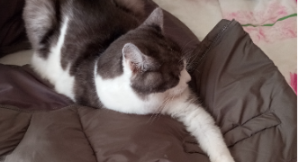Emmanuelle pet sitter à NEUILLY SUR SEINE 92200_2