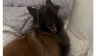 isabelle pet sitter à MONTIGNY LES METZ 57950_0