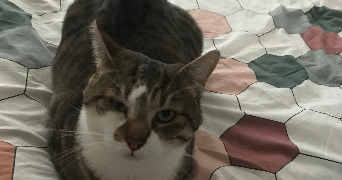 hichame pet sitter à MONTREUIL 93100_1