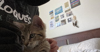 noe pet sitter à MONTREUIL 93100_1