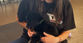 lou-ann pet sitter à GUIPAVAS 29490_1