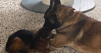 mélanie pet sitter à HERSERANGE 54440_3