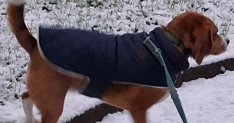 ellea pet sitter à ST GREGOIRE 35760_1