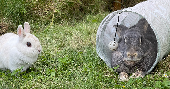 nell pet sitter à Villiers-sur-Morins 77580_4