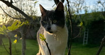 lylou pet sitter à Chartres-de-Bretagne 35131_2