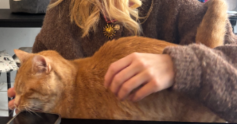 lalie pet sitter à BOULOGNE BILLANCOURT 92100_1