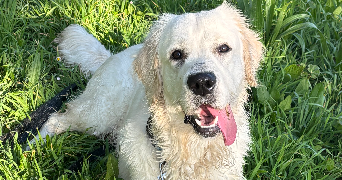 anthony pet sitter à ISTRES 13800_2