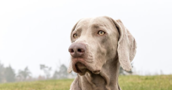 pauline pet sitter à MONTREUIL 93100_0